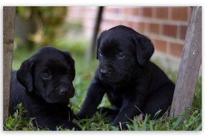 兩隻黑狗。（圖源：互聯網）