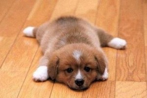 我的狗兒有救了。（示意圖源：互聯網）