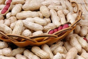 花生（圖源：互聯網）
