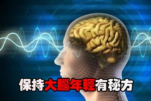 保持大腦年輕有秘方（下）