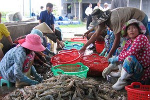 商販在九龍江平原收購白足蝦。（示意圖源：NNVN）