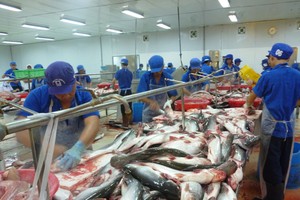 查魚加工一瞥。（示意圖源：互聯網）