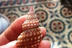 中毒者所食用的野生海螺。（圖源：中毒者家屬提供）