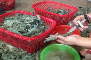 應從嚴對蝦類注入雜質的違法行為。（示意圖源：互聯網）