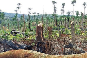 達樂 7 年近 2 萬 4000 公頃林地“消失”。（示意圖源：互聯網）