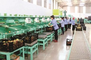 林同省德仲縣峰翠農產品工商有限責任公司的蕃茄篩選和分類生產線。