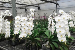 台商在我國林同省種植的名種蘭花深受市場的歡迎。