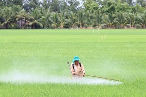 九龍江平原農民對植物噴灑農藥。