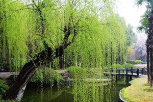 （示意圖源：互聯網）