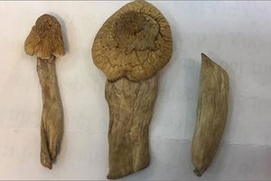 “蘑菇毒品”含有強烈刺激中央神經的物質。