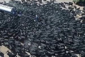 有人拍到1300隻牛圍著水車搶水喝的奇景。（圖源：互聯網）