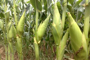 （示意圖源：互聯網）