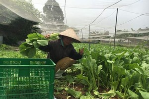 一名老農在達VietGAP標準的菜園收割蔬菜。（圖源：青海）