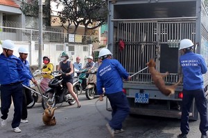 第一郡跨部門檢查團在街上整治流浪狗。（圖源：黎齋）