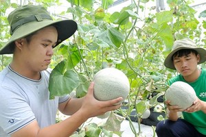 我國種植優質哈蜜瓜出口。