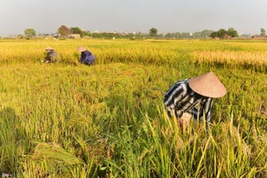 （示意圖源：互聯網）
