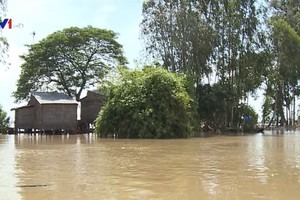 九龍江平原各省、市主動應對大洪水。（圖源：VTV視頻截圖）