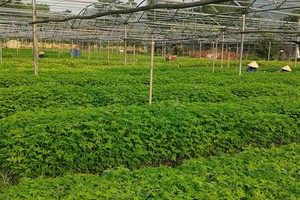 造林樹苗園地一瞥。（圖源：文福）