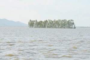 永嘉鄉的大片稻田被淹沒在洪水中。（圖源：E.X）