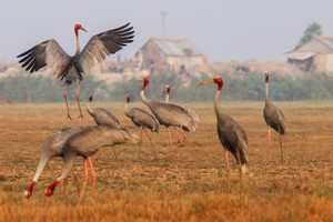 鳥棲國家公園內的赤頸鶴。