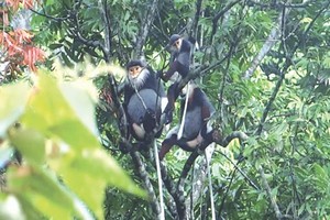 珠洞-清水溪樹林的白頰長臂猿。