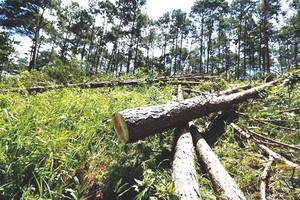 數十棵樹根直徑30至40釐米的松樹被歹徒非法盜伐。