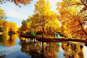 金秋帶著飄香的思念而去