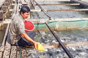 七星魚養殖場一瞥。（圖源：黃定）