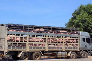 為防範豬瘟入侵，運豬車進市前均須進行清洗消毒。（示意圖源：互聯網）