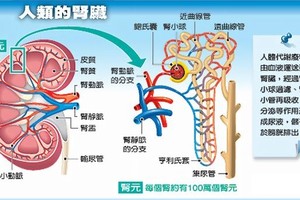 人體腎臟解剖圖。（圖源：互聯網）