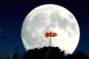 （示意圖源：互聯網）