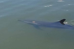 受傷的海豚在海凌河河段游動。（圖源：CTV）