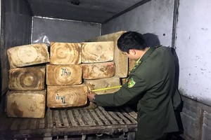 林同省洛陽縣第12隊查獲的非法運輸木材。（圖源：金英）