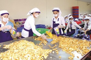 菠蘿蜜乾加工出口。