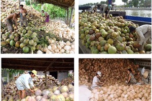 檳椥省乾椰子持續降價，有若干地方的售價每12個僅2萬元。（示意圖源：互聯網）