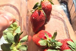 澳大利亞品牌“莓果迷”的草莓中，曾被插入針頭，致一人入院。（圖源：互聯網）