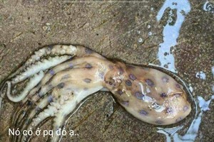 堅江省富國縣縣委書記、人委會主席梅文璜:最近社交網上傳播的富國島出現劇毒章魚這一轟動性消息純屬謠言。圖為社交網上發佈的劇毒章魚照片。（圖源：屏幕截圖）