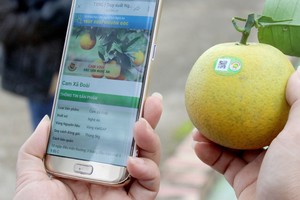 榮市橙子可追溯來源。（圖源：春煌）