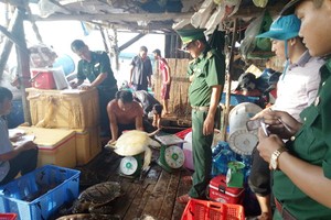 職能力量查獲的非法圈養之珍稀海龜共16隻。（圖源：黃忠）