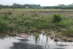 阿里巴巴房地產股份公司違規對種植橡膠樹的地段進行劃分集資。