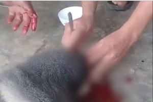 遭虐待和殺害的猿猴。（圖源：視頻截圖）