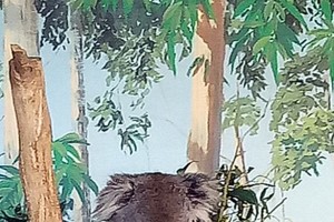 穿上棕色背心似的Koala