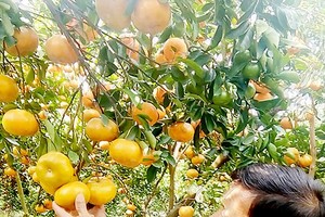 大面積紅橘因疫病而枯死，使到許多農民受損失。（圖源：玉民）