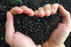 我國可能喪失胡椒第一大國地位。（示意圖源：互聯網）