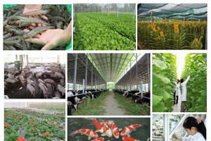 本市正在繼續推出2016-2020年階段，22項農業發展優惠計劃。（示意圖源：互聯網）