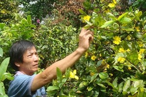 阮玉方的價值上千萬元梅花提早綻放。