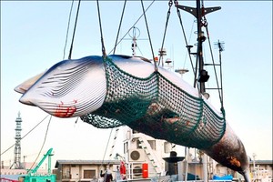 日本捕鯨船2017年9月在北海道釧路市一處港口，卸載一頭以科學研究「調查捕鯨」名義捕獲的小鬚鯨。（圖源：AP）