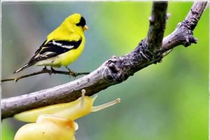 （示意圖源：互聯網）