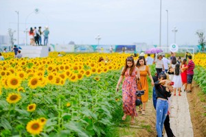 上千遊客前往守德郡協平福坊萬福都市區的西貢河畔向日葵“花海”觀賞和拍照。（圖源：莊阮）