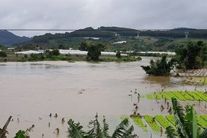 多霓水電廠排洪，導致上百公頃農作物受淹。（圖源：林園）